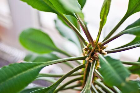Indoor flower. In the frame of the flower stands at the windowの写真素材