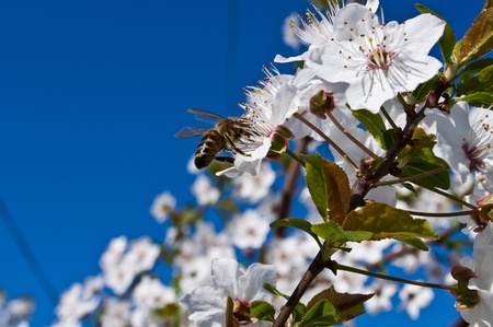 Spring. Flowering fruit tree. Bee pollinating flowersの写真素材