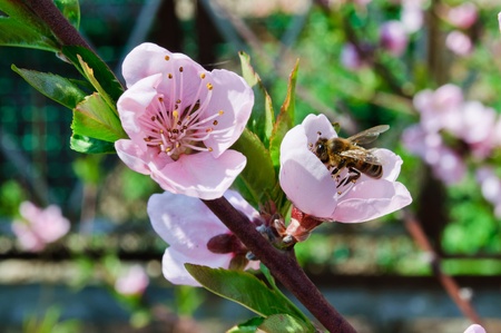 Spring. Flowering fruit tree. Bee pollinating flowersの写真素材