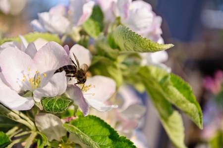 Spring. Flowering fruit tree. Bee pollinating flowersの写真素材