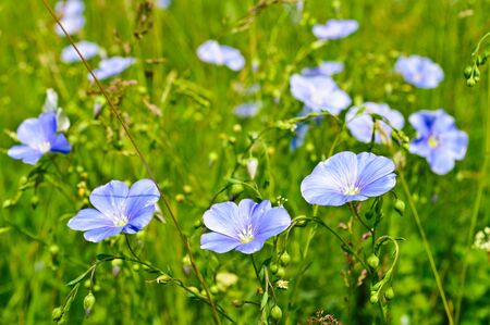 Nature. Blue wild flowers on the background of bright green grassの写真素材