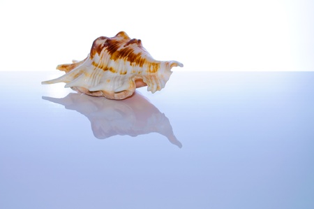 Marine coral and shells. Reflected on the tableの写真素材