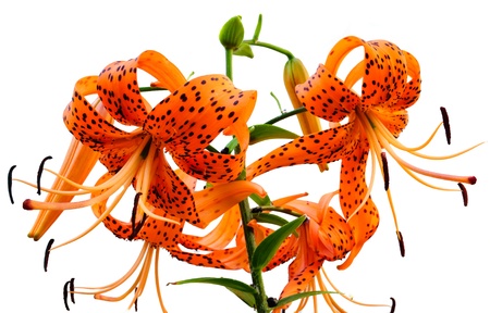 Bouquet of orange lilies. Isolated on white backgroundの写真素材