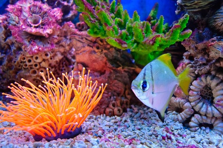 Marine tropical fish. Colorful exotic little fishの写真素材