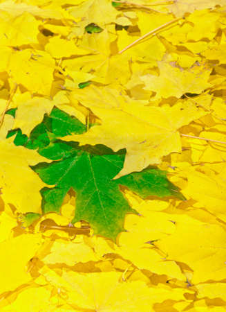 Autumn maple leaves. Yellow and green leavesの写真素材