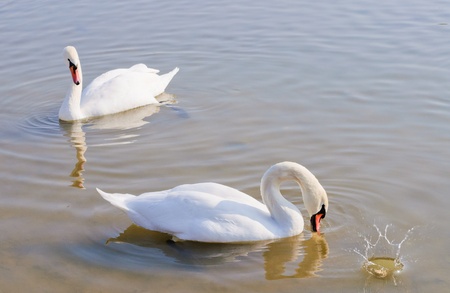 Swans on the lake. Autumn lakeの写真素材