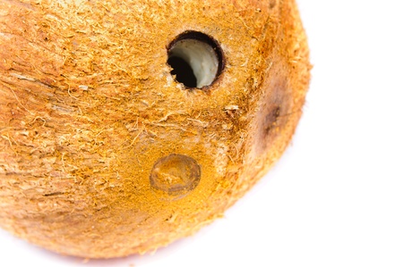 Coconut ripe. Isolated on white backgroundの写真素材