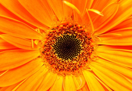 Floral bouquet. Photo gerbera isolated on white backgroundの写真素材