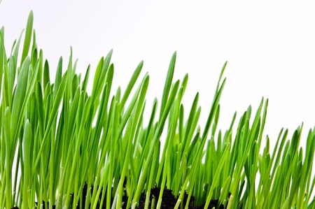 Germinated plants  Close-up Photos