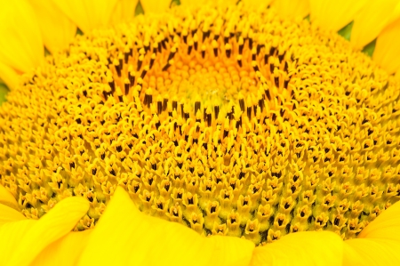 Blooming sunflower seeds  Photo Close-upの写真素材