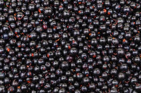 The background of the black currant. Photo Close-upの写真素材