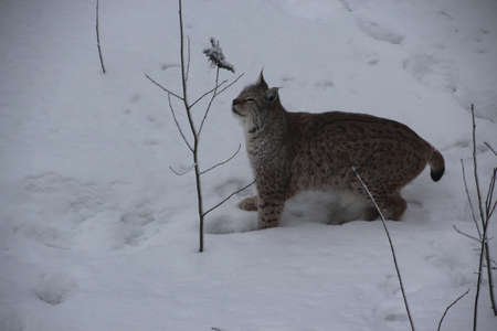 Lynx, safari in Finlandのeditorial素材
