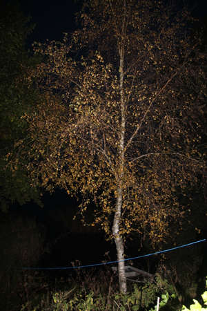 Birch by the lake. Losno. Pskov Russiaの写真素材