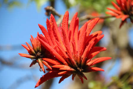 View to flower in treeの写真素材