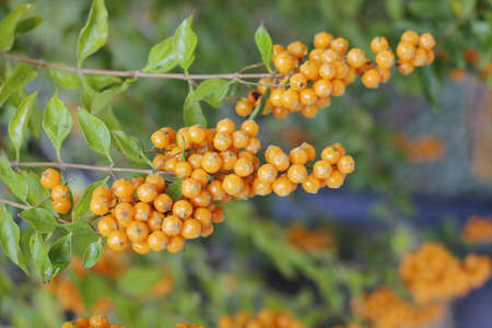 Spring in balcony , yellow berries , balconyの写真素材
