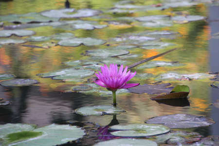 lilies in a fountain with green leaves  Reflection in cityの写真素材
