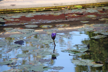 lilies in a fountain with green leaves  Reflection in cityの写真素材