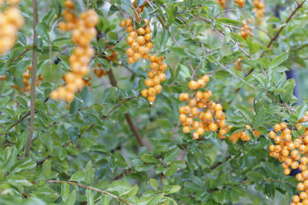 Spring in balcony , yellow berries , balconyの写真素材