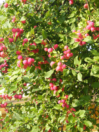 Very beautifully tree with berriesの写真素材