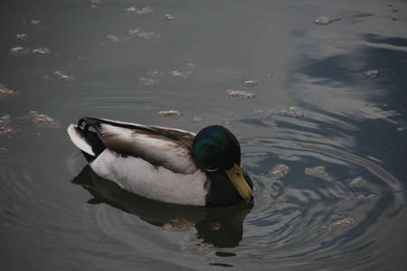 bird in water