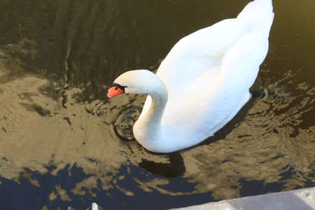 Beautiful swans in Prague. good swans on the river Vltava in Prague.の写真素材