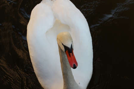 Beautiful swans in Prague. good swans on the river Vltava in Prague.の写真素材