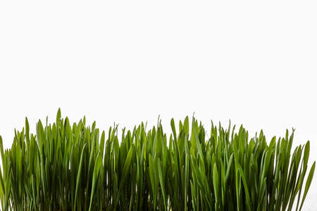 Green shoots of oats on a white backgroundの写真素材