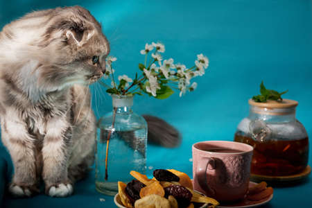 A cat next to a saucer of dried fruit, a Cup of tea and a glass teapot on a blue background.の写真素材