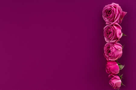 Pink rose buds on a pink background with a copy space.の写真素材