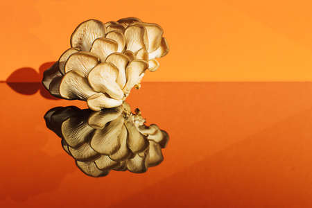 oyster mushrooms on an orange background with a place for the textの写真素材