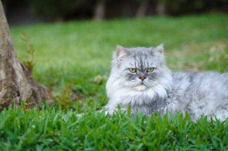 Cat playing on the grass close upの写真素材