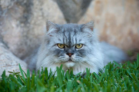 Cat playing on the grass close upの写真素材