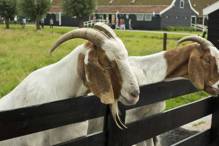 Goats waiting for food in Zaanse Schansの写真素材