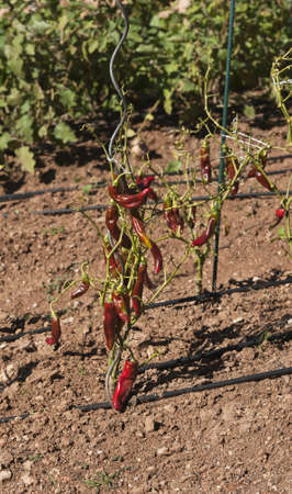 red peppers growing in Spainの写真素材