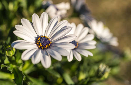 Beautiful chamomile flowers in natureの写真素材