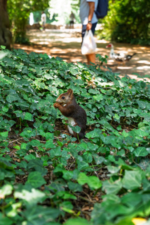 Valladolid, Spain â Squirrel in Campo Grande Park, captured in a natural setting among trees during a sunny day.の写真素材