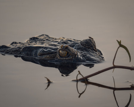 Australian Crocodile Spotting in the water with some flies around his headの写真素材
