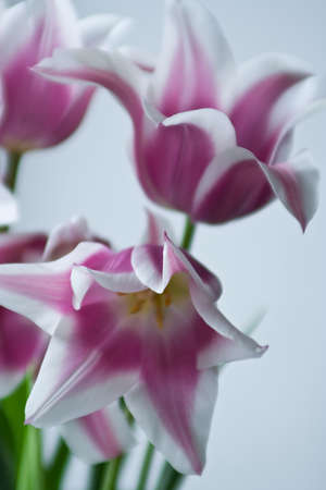 Bouquet of tulipsの写真素材