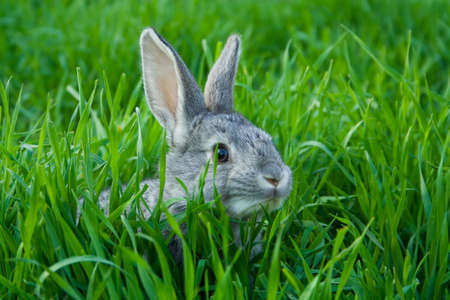 Little grey rabbit on green grass の写真素材