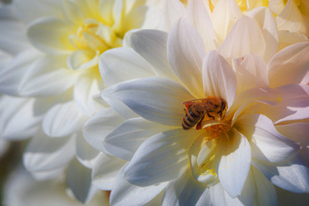 A bee pollinates a Dahliasの写真素材