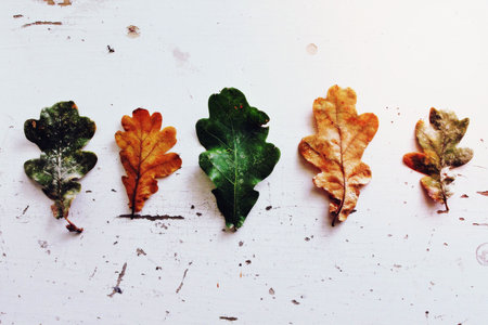 Aesthetic autumn leaf backgroundの写真素材