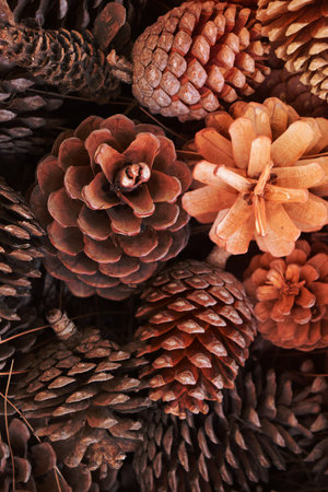 Beautiful conifer cone background.