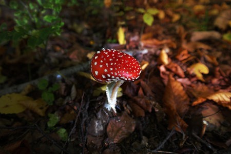 Red mushroom hat, fly agaric toadstool