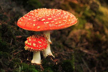 Red mushroom hat, fly agaric toadstool