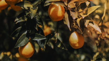 Tangerine wallpaperの写真素材