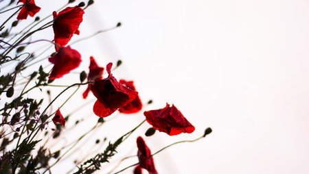 Flower wallpaper, aesthetic HD nature backgroundの写真素材