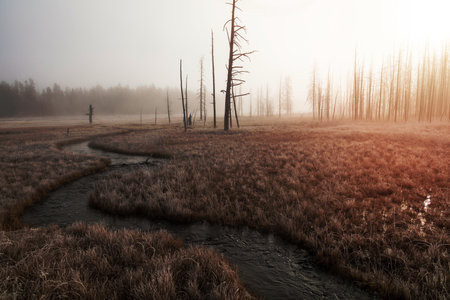 Foggy morning at Tangled Creek