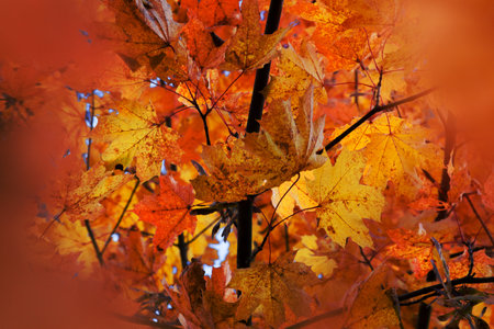 autumn forest
