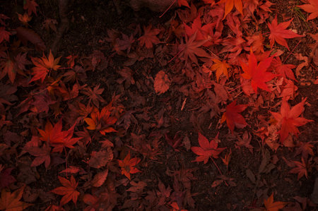 autumns leavesの写真素材