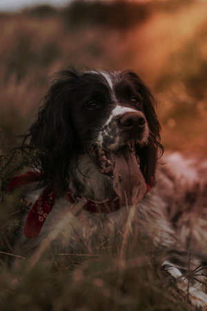 English Springer Spaniel dog in field